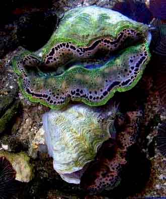 Crocea Clam