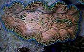 Derasa Clam