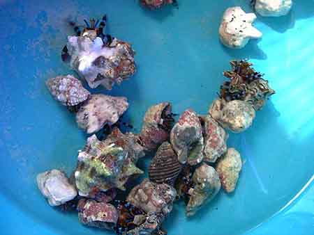 Blue-legged Hermit Crabs