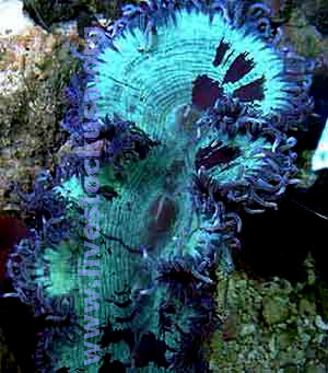 Elegance Coral