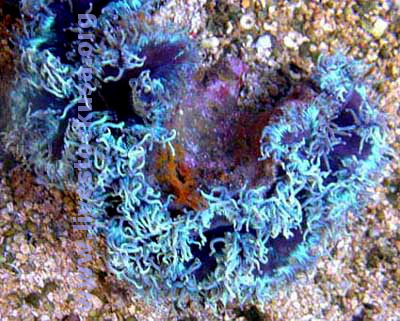 Elegance Coral