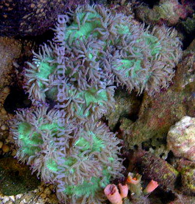 Elegance Coral