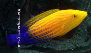 Feminus Wrasse