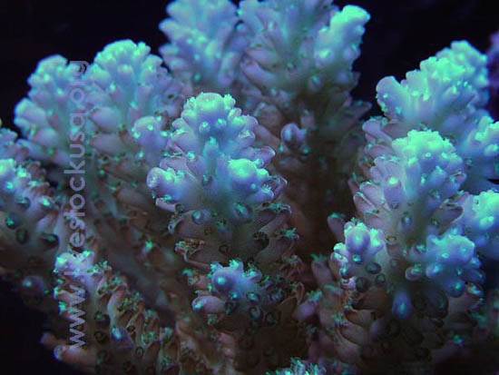 Fiji Acropora