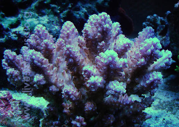 Fiji Acropora