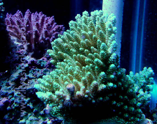 Fiji Acropora