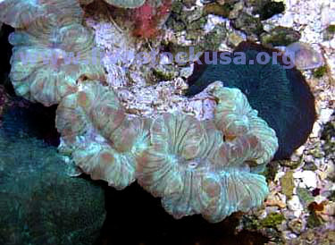 Fox Coral