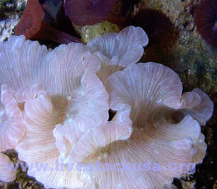 Fox Coral