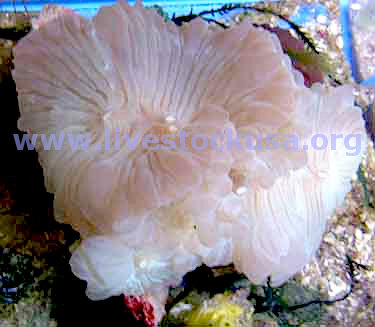 Fox Coral