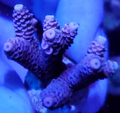 Coral Frag