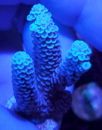 Coral Frag