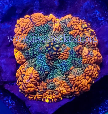 Coral Frag