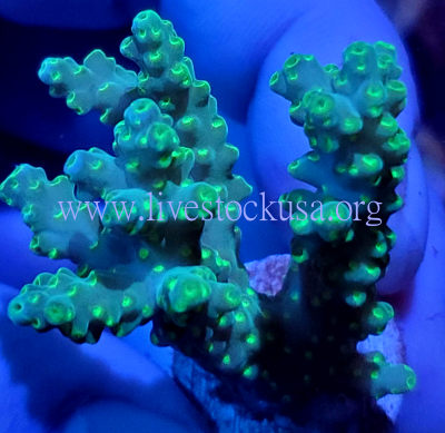 Coral Frag