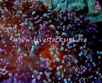 Euphyllia