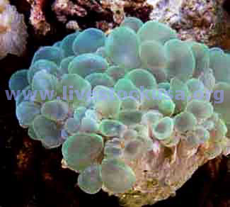 Green Bubble Coral