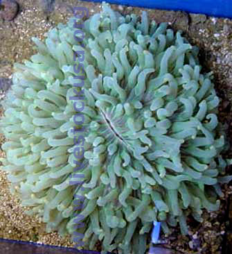 Plate Coral