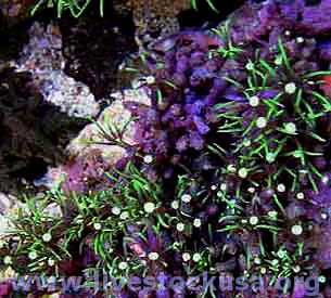 Green Star Polyps