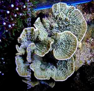 Montipora capricornus