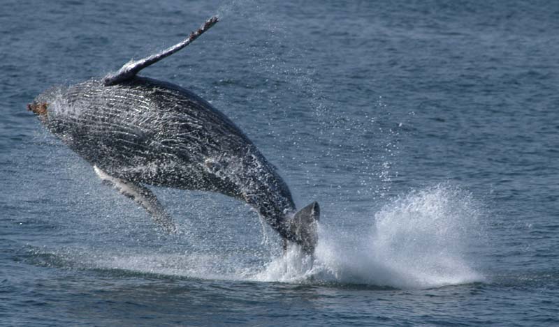 Birdfish#39;s Earth Day 2010 earth day pictures 2010. Birdfish#39;s Earth Day 2010