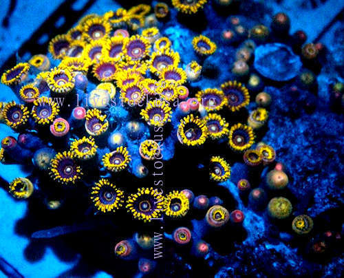 Zoanthids