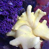 Soft Corals