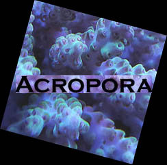 Acropora