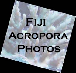 Fiji Acropora Photos