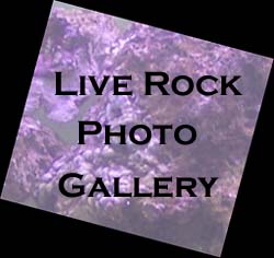 www corals live rock