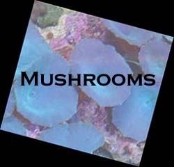 Mushrooms