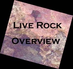 Live Rock Overview