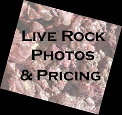 Live Rock Photos & Pricing