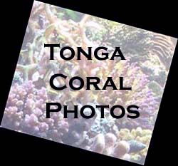 Tonga Coral Photos
