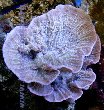 Montipora capricornus