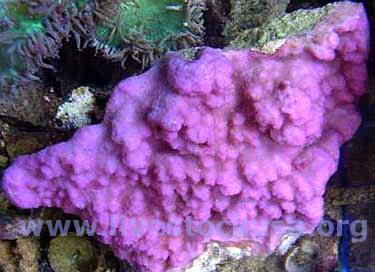 Montipora capricornus