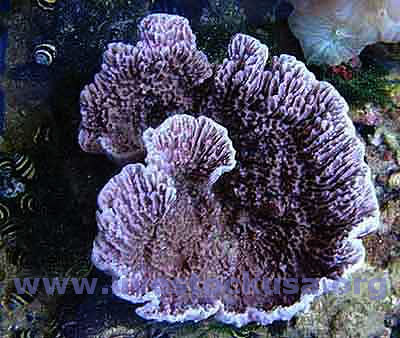 Montipora capricornus