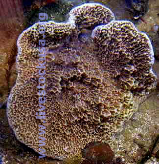 Montipora capricornus