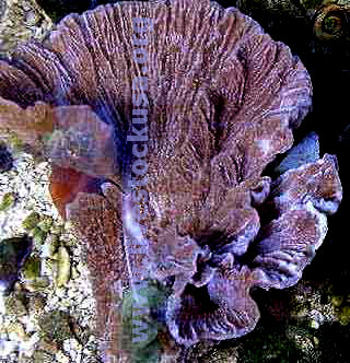 Montipora capricornus