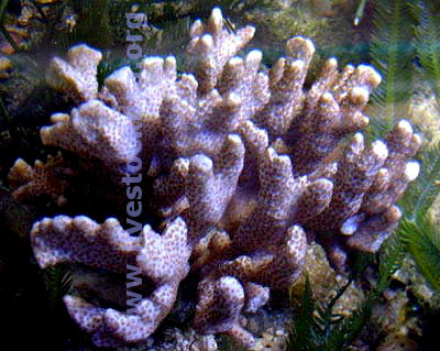 Montipora digitata