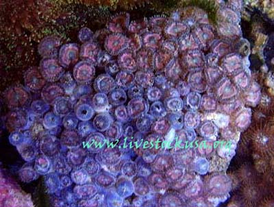 Sand Polyps