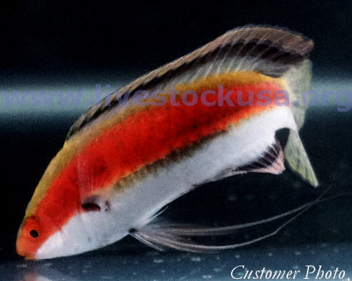 Fairy Wrasse