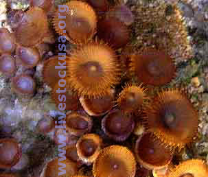 Polyps