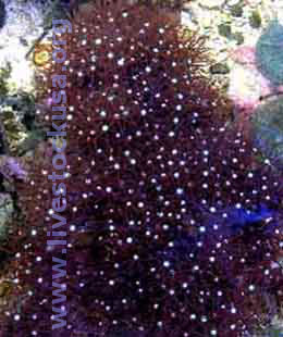 Star Polyps