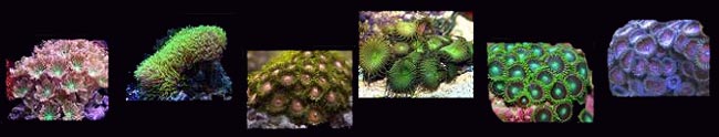 Polyps Box-lots