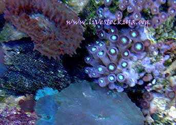 Zooanthids