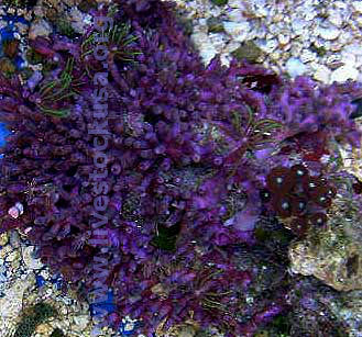 Green Star Polyps