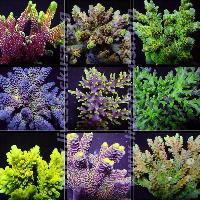 Premium Acropora