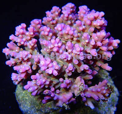 Premium Acropora