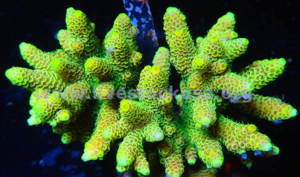 Premium Acropora