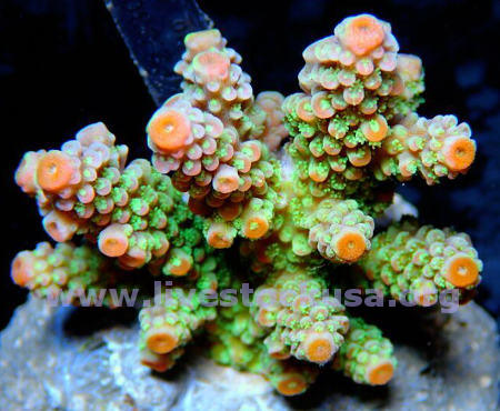 Premium Acropora