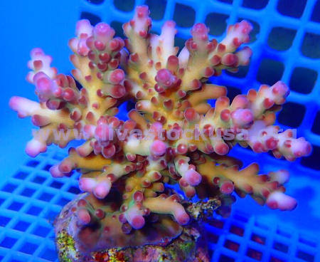 Premium Acropora